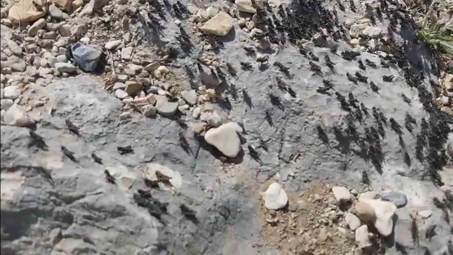 Antalya Gelesandra Yaylası’nda Çekirge İstilası