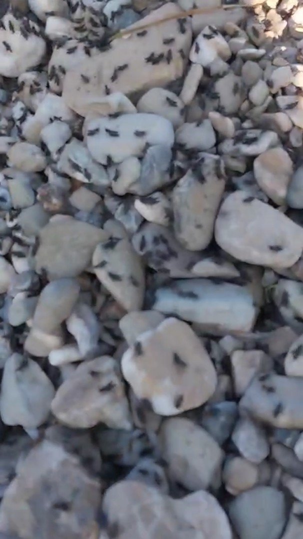 Antalya Gelesandra Yaylası’nda Çekirge İstilası