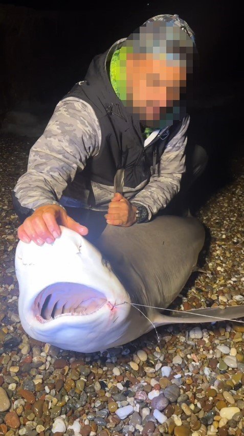 Köpek Balıklarına Yapılan "gösteri İşkencesine" Uzman Uyarısı: "ekosistemi Bozuyor, Korku Yayıyor "