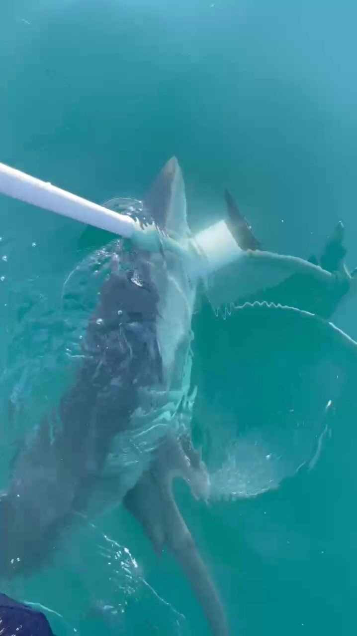 Köpek Balıklarına Yapılan "gösteri İşkencesine" Uzman Uyarısı: "ekosistemi Bozuyor, Korku Yayıyor "