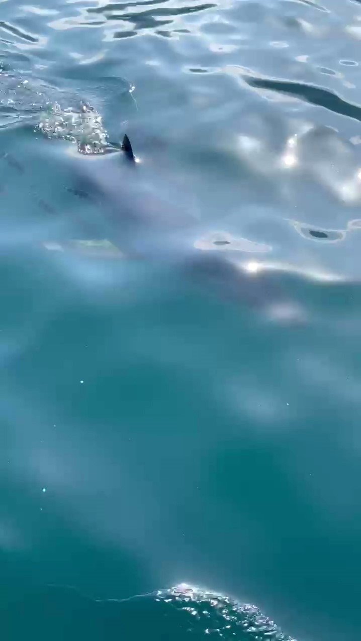 Köpek Balıklarına Yapılan "gösteri İşkencesine" Uzman Uyarısı: "ekosistemi Bozuyor, Korku Yayıyor "