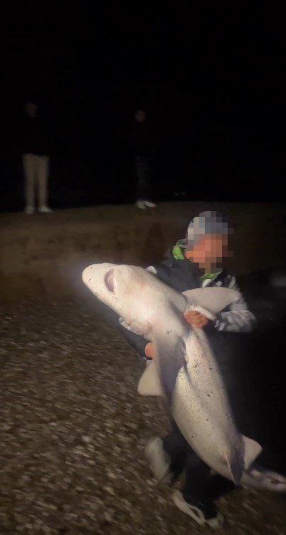 Köpek Balıklarına Yapılan "gösteri İşkencesine" Uzman Uyarısı: "ekosistemi Bozuyor, Korku Yayıyor "