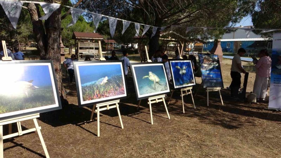 Antalya’da Deniz Kaplumbağaları Çip Takılarak Denize Uğurlandı