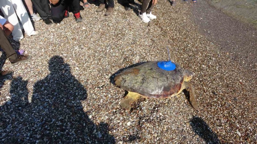 Antalya’da Deniz Kaplumbağaları Çip Takılarak Denize Uğurlandı
