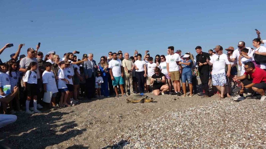 Antalya’da Deniz Kaplumbağaları Çip Takılarak Denize Uğurlandı