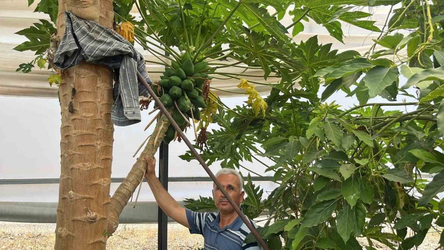 Alanya’da Papaya Hasadı Başladı, Kilosu 100 Liraya Kadar Alıcı Buluyor