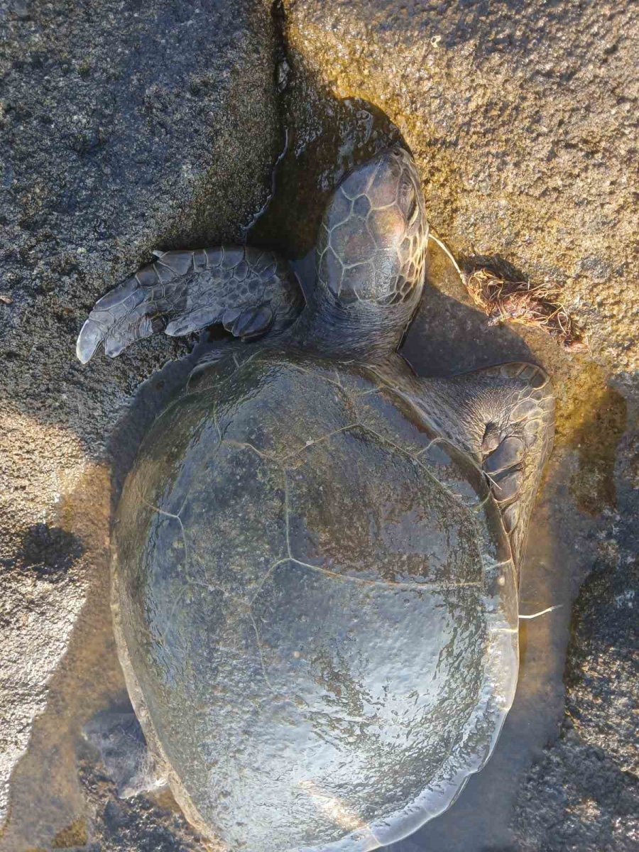 Misina Yutan Caretta Ekiplerin Müdahalesiyle Hayata Döndü