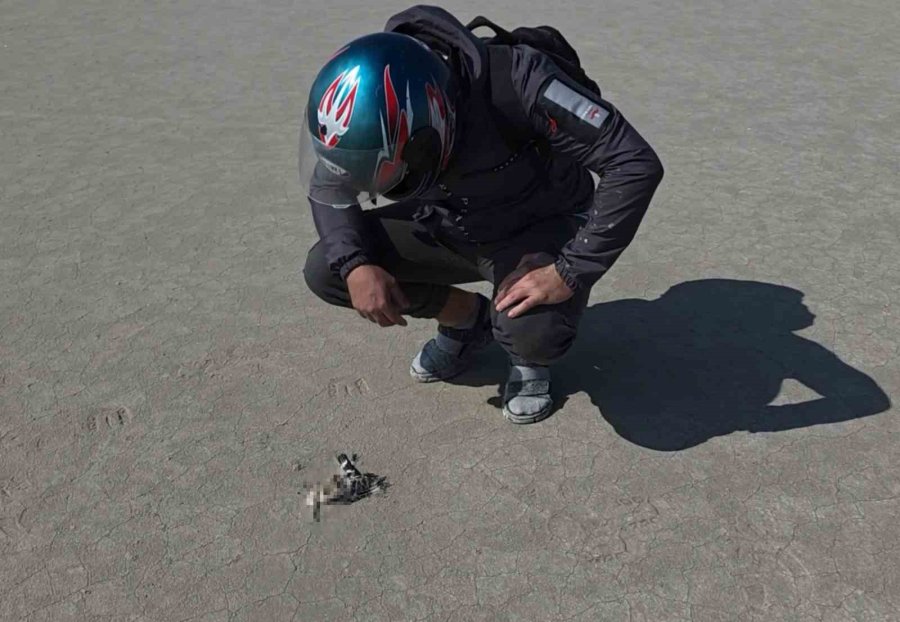 Tuz Gölü’nde Yüzlerce Flamingo Ölü Olarak Bulundu