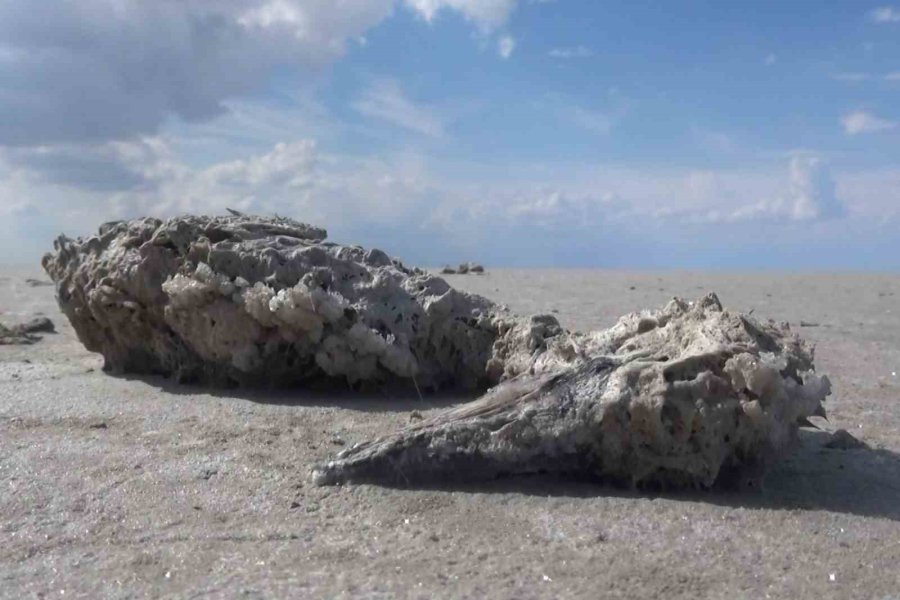 Tuz Gölü’nde Yüzlerce Flamingo Ölü Olarak Bulundu