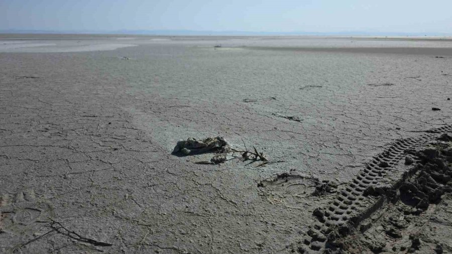 Tuz Gölü’nde Yüzlerce Flamingo Ölü Olarak Bulundu
