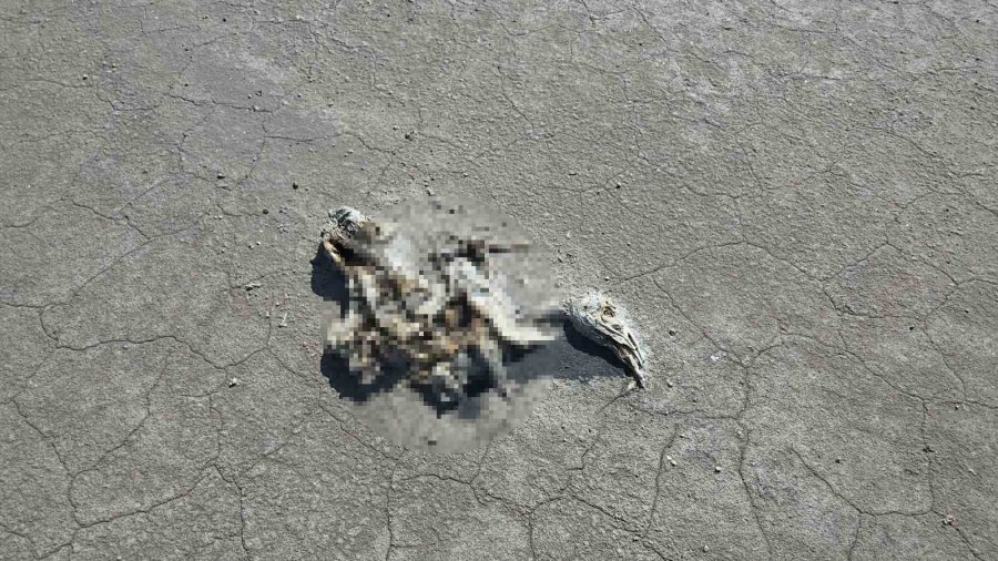 Tuz Gölü’nde Yüzlerce Flamingo Ölü Olarak Bulundu