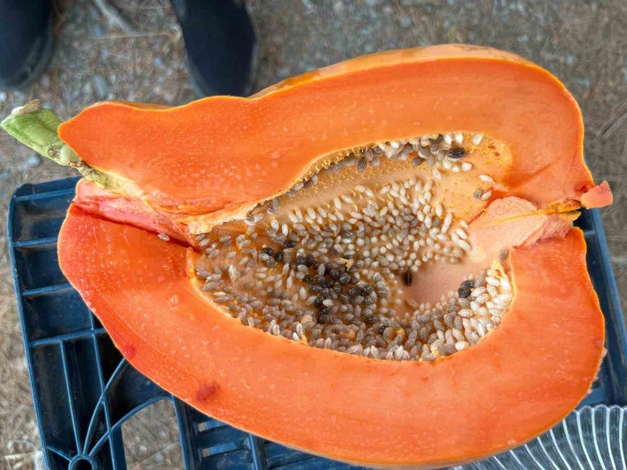 Alanya’da Papaya Hasadı Başladı, Kilosu 100 Liraya Kadar Alıcı Buluyor