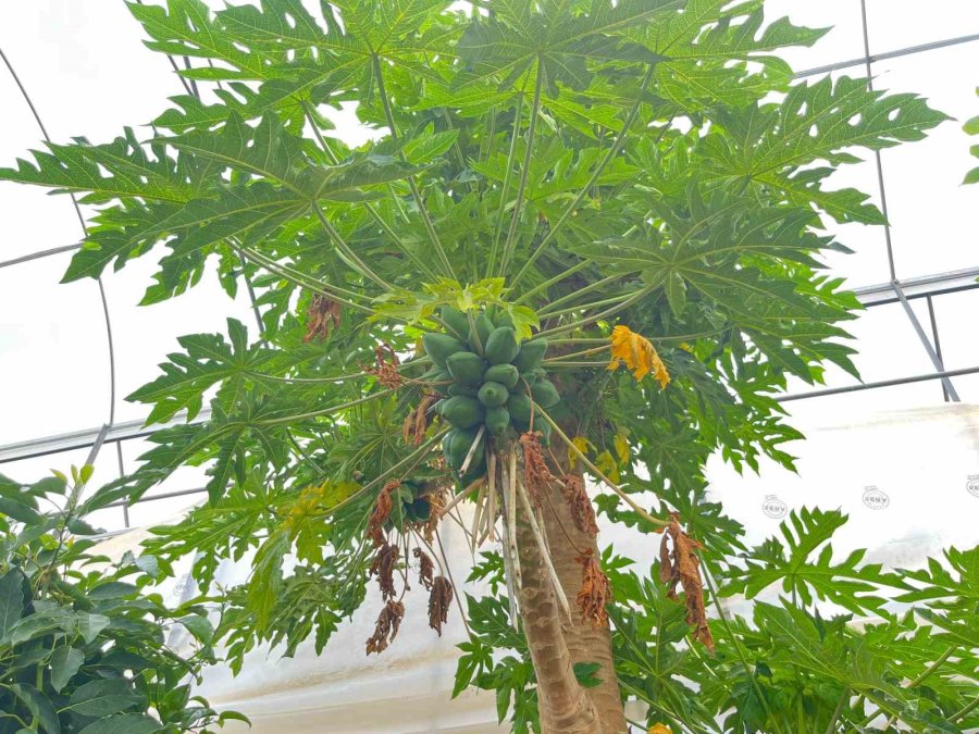 Alanya’da Papaya Hasadı Başladı, Kilosu 100 Liraya Kadar Alıcı Buluyor