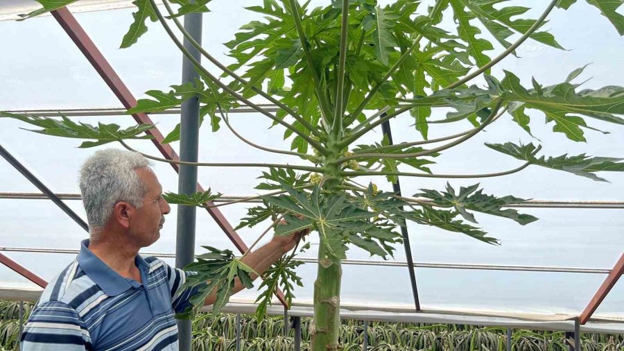 Alanya’da Papaya Hasadı Başladı, Kilosu 100 Liraya Kadar Alıcı Buluyor