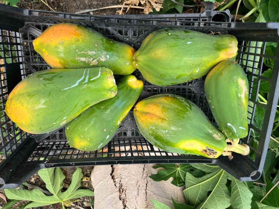Alanya’da Papaya Hasadı Başladı, Kilosu 100 Liraya Kadar Alıcı Buluyor