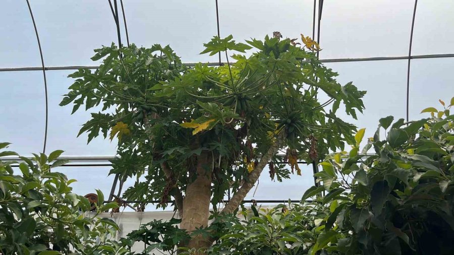 Alanya’da Papaya Hasadı Başladı, Kilosu 100 Liraya Kadar Alıcı Buluyor