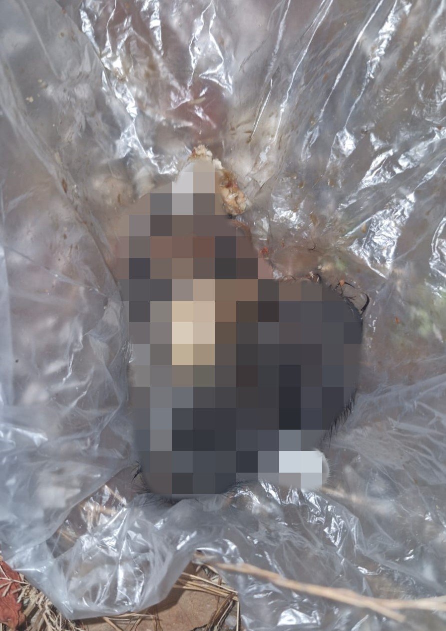 Antalya’da Kötü Kokuların Yayıldığı Ev Hayvanseverleri Ayağa Kaldırdı