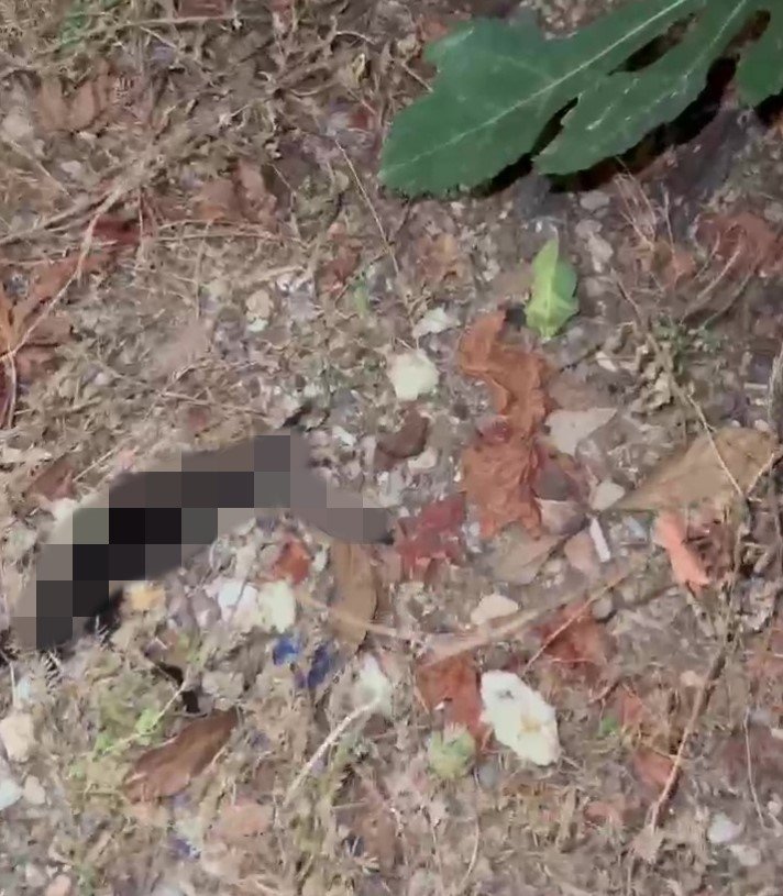 Antalya’da Kötü Kokuların Yayıldığı Ev Hayvanseverleri Ayağa Kaldırdı