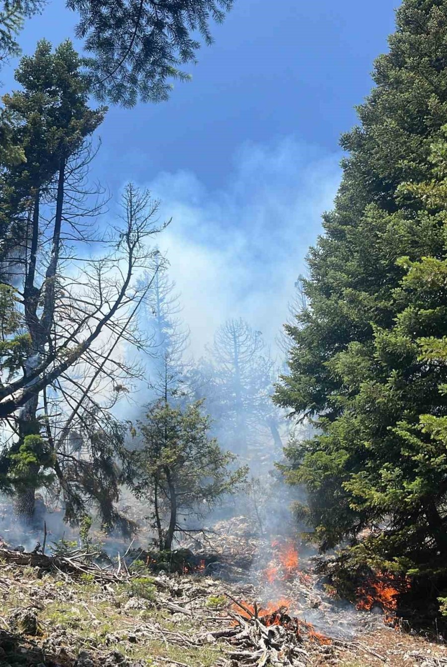 Mersin’de Orman Yangını, Ekipler Müdahaleye Başladı