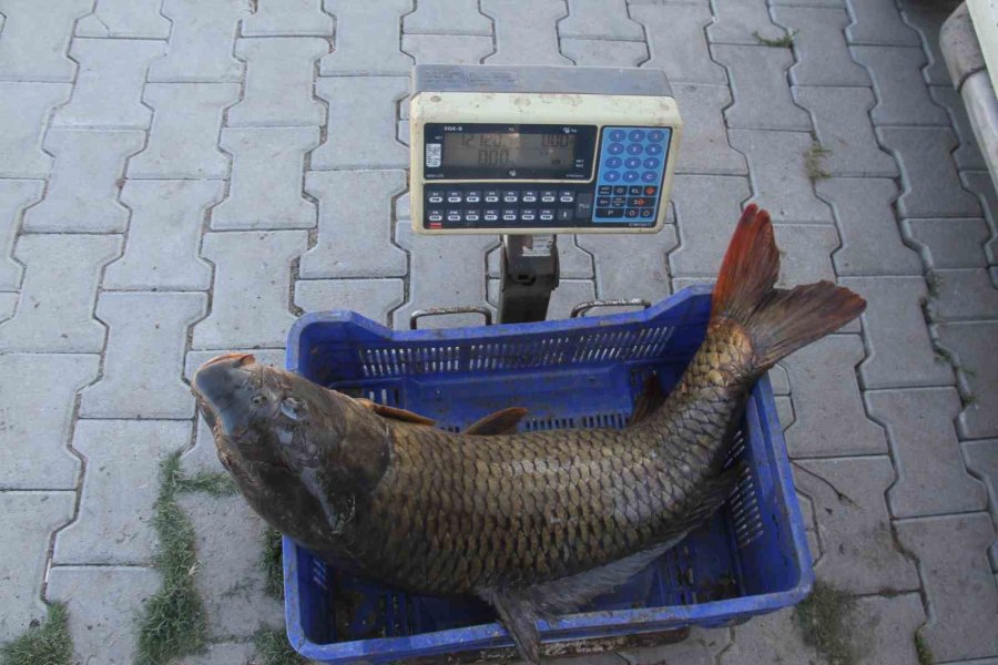 Beyşehir Gölü’nde Yeni Av Sezonu Başladı