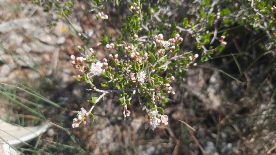 Bozkır’ın Yüksek Rakımlı Yaylalarındaki Bitki Florası Araştırıldı