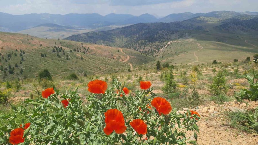 Bozkır’ın Yüksek Rakımlı Yaylalarındaki Bitki Florası Araştırıldı