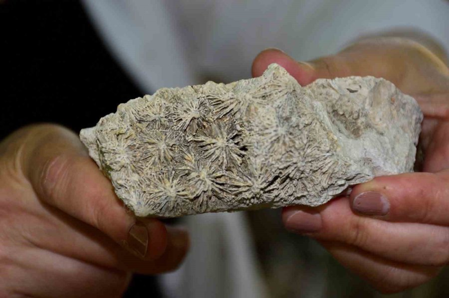 Mersin Mut’ta Fosil Araştırması