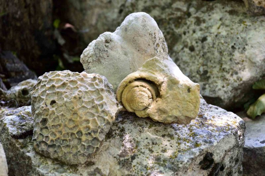 Mersin Mut’ta Fosil Araştırması