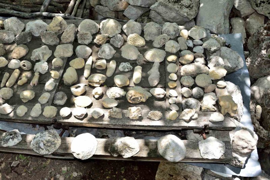 Mersin Mut’ta Fosil Araştırması