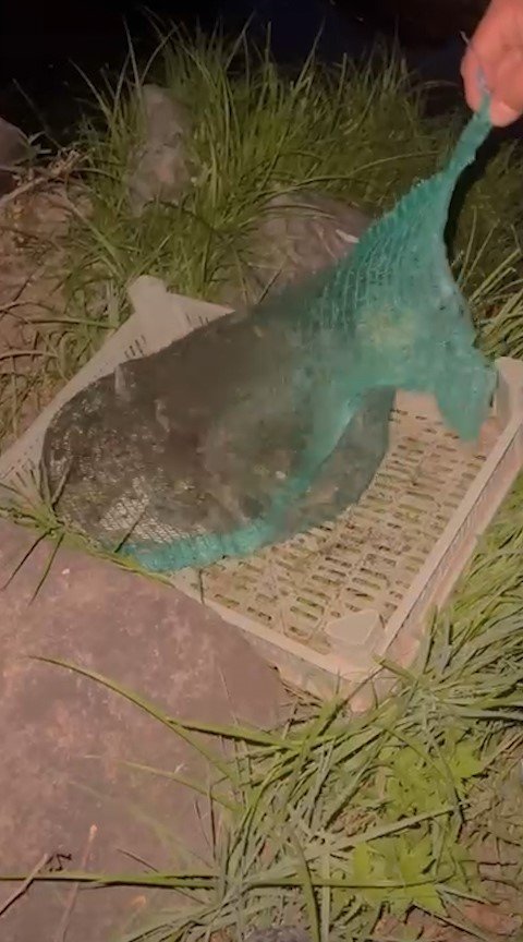 Niğde’de Kurbağa Kaçakçıları Yakalandı: 133 Kilo Canlı Kurbağa Ele Geçirildi