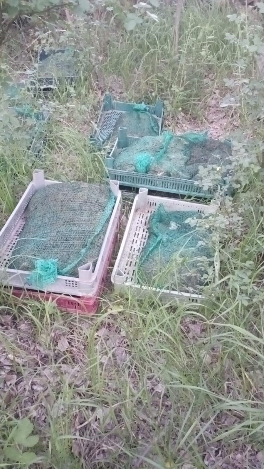 Niğde’de Kurbağa Kaçakçıları Yakalandı: 133 Kilo Canlı Kurbağa Ele Geçirildi