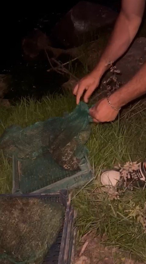 Niğde’de Kurbağa Kaçakçıları Yakalandı: 133 Kilo Canlı Kurbağa Ele Geçirildi