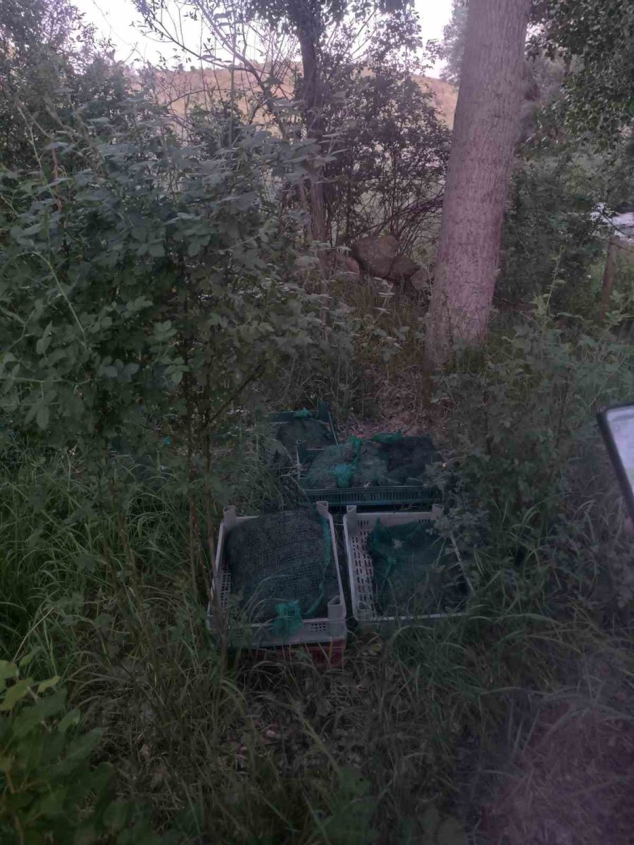 Niğde’de Kurbağa Kaçakçıları Yakalandı: 133 Kilo Canlı Kurbağa Ele Geçirildi