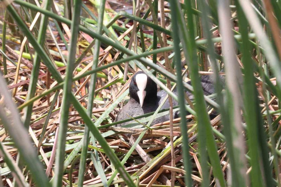 Boğaçayı’nda 220 Kuş Türü Gözlemlendi