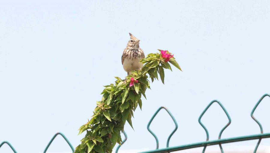 Boğaçayı’nda 220 Kuş Türü Gözlemlendi