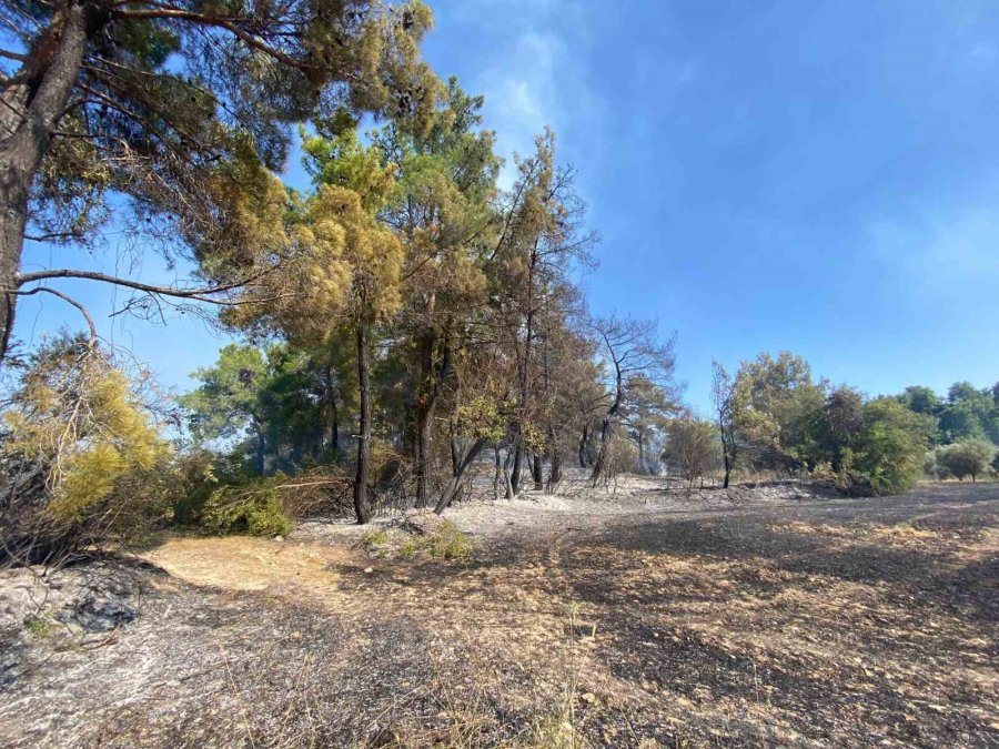 Antalya’da Ormanlık Alanda Çıkan Yangın 2 Saatte Kontrol Altına Alındı