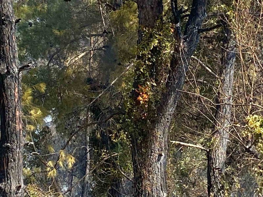 Antalya’da Ormanlık Alanda Çıkan Yangın 2 Saatte Kontrol Altına Alındı