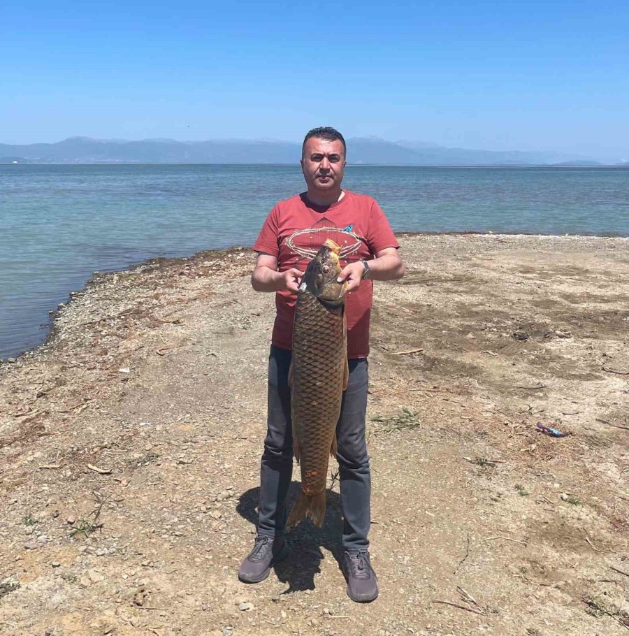 Beyşehir Gölünde Ağlara Vuran 17 Kiloluk Sazan Balığı Şaşırttı