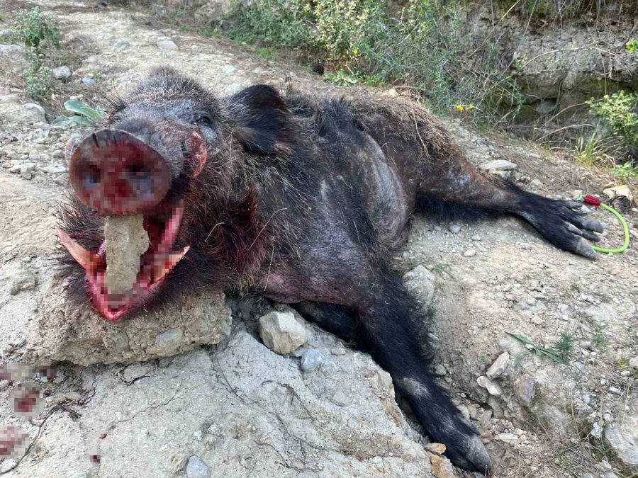 Gündoğmuş’ta Domuz Sürek Avı Düzenlendi