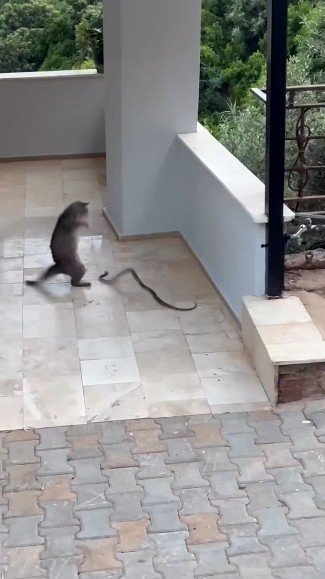 Alanya’da Yılana Kafa Tutan Kedi