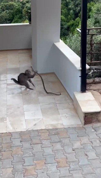 Alanya’da Yılana Kafa Tutan Kedi