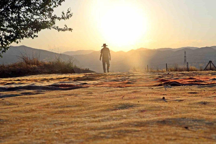 Tarlalarda Milyonluk Halı Nöbeti Başladı