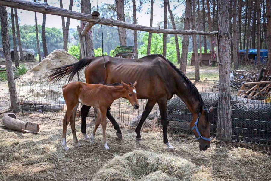 Tarsus Doğa Parkı’nda Yavru Sevinci
