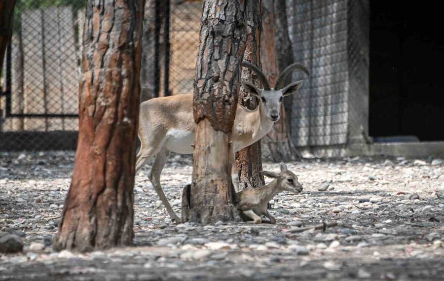 Tarsus Doğa Parkı’nda Yavru Sevinci
