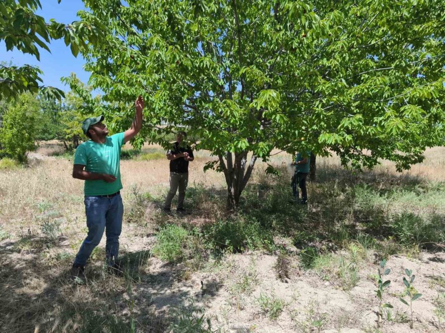 Kirazlar Pestisit Kalıntısı Analizi İçin Toplandı