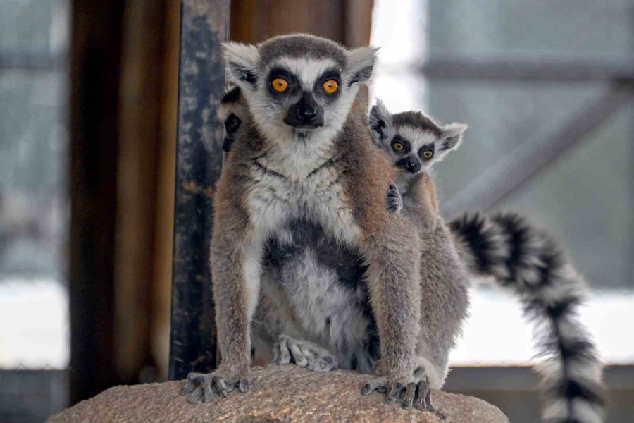 Tarsus Doğa Parkı’nda Yavru Sevinci