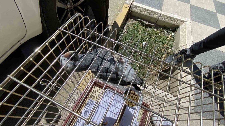 Kırmızı Listedeki Afrika Papağanı Aksaray’da Yakalandı