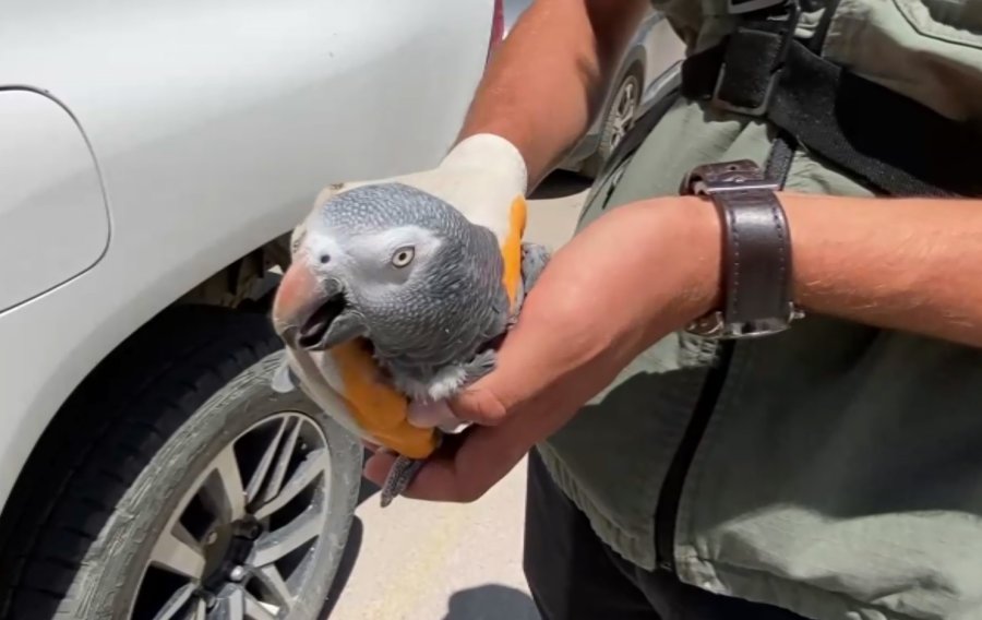 Kırmızı Listedeki Afrika Papağanı Aksaray’da Yakalandı