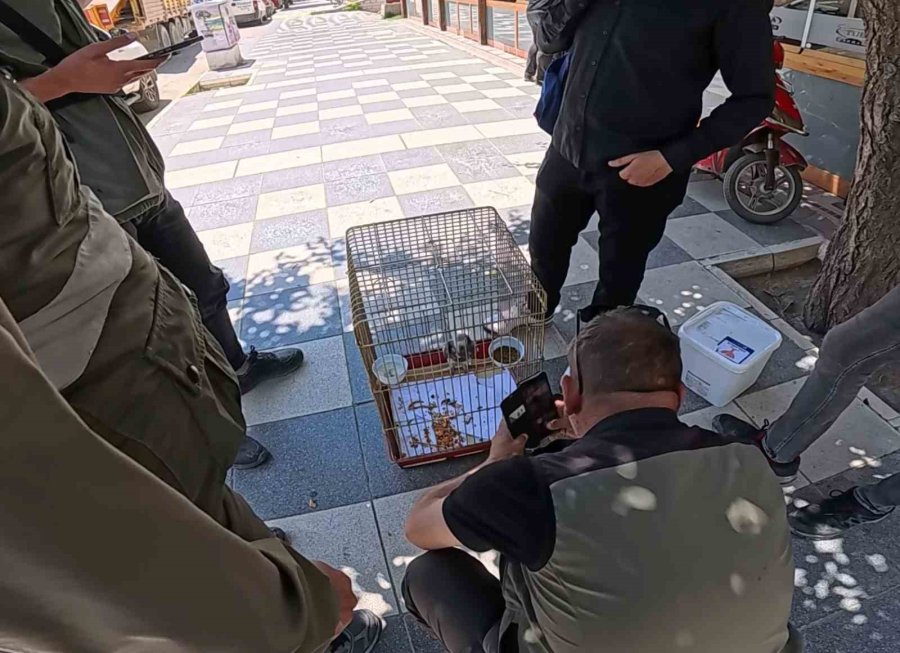 Kırmızı Listedeki Afrika Papağanı Aksaray’da Yakalandı