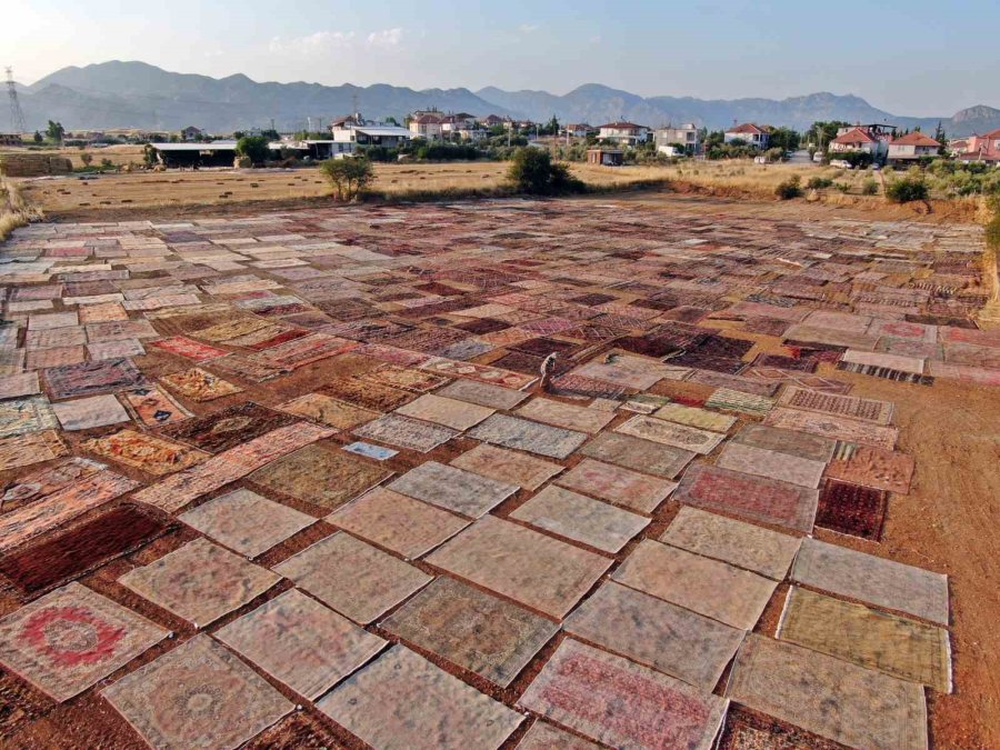 Tarlalarda Milyonluk Halı Nöbeti Başladı